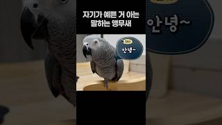 자기가 예쁜 거 아는 말하는 앵무새 ️ 회색앵무 잠바