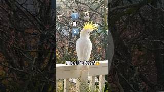 Cockatoo vs Kookaburra who is the Friendliest BIRD? 