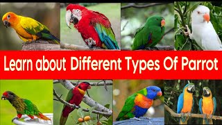 Names of World's Most Beautiful Parrot's | Types Of Parrots | Colourful Parrots 