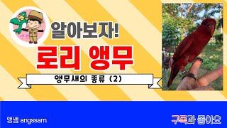 앵무새 로리