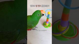 앵무새 링 넣기 훈련해보기 | 과연 성공할까      …