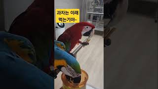 앵무새 과자 먹방 #앵무새 #청금강앵무새 #홍금강앵무새…