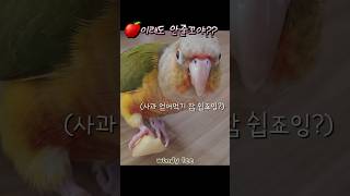 내이름은 이윈디 #반려새 #코뉴어 #파인애플코뉴어