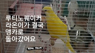 루티노퀘이커 라온이가 결국 앵카로 돌아갔어요
