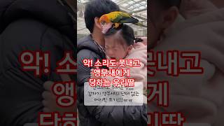 앵무새의 공격에 기겁하는 우리딸(feat.머리핀)