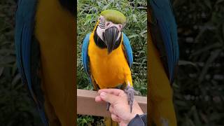 오기 싫은데 혼날까봐 오는척만 하는 루카 #청금강 #청금강앵무새 #macaw #parrot