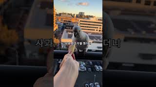 코카투에게 함부로 먹이를 주면 안되는 이유!#코카투#c…