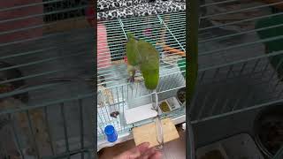 안경다리기 #앵무새 #퀘이커 #parrot #줄다리기#안경#힘센앵무새