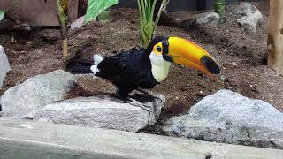 큰부리앵무새 왕부리새