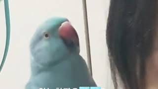 인사성밝은 앵무새 푸름씨