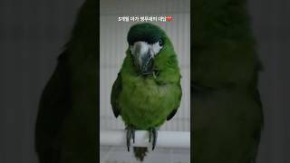 아구잘해 #한스마카우