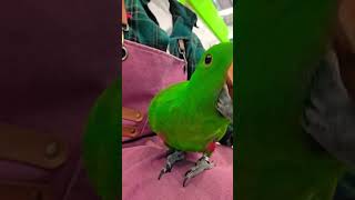 하품인척 핸드폰 스트랩을 노리는 중 #뉴기니아앵무 #쥬…