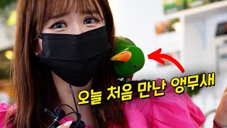 오늘 처음 만난 앵무새가 자꾸 애교를 부려요... 앵무…