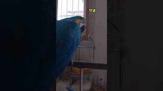 앵무새 앵무새 #macaw #청금강 #청금강앵무새