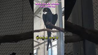 히야신스 마카우 외 #soda #pop #shorts