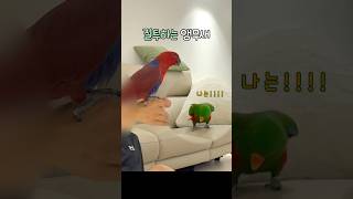 질투하는 앵무새 | 나도 놀아줘!          #뉴기니아#앵무새#뉴기니아앵무새#eclectus #eclectusparrot #parrot #birds #shorts