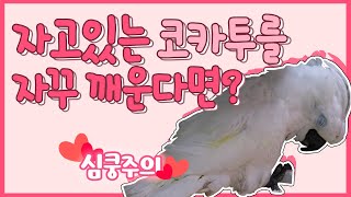 [앵무새키우기]자고있는 코카투한테 장난을 쳐봤다(심쿵주의! 너무귀여워요♡)