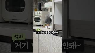 앵무새 키우면 심심할 틈은 없다❗회색앵무 잠바
