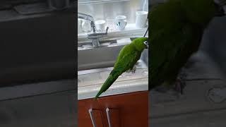 한스마카우 기쁨이 싱크대로 와서 사과먹기  