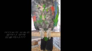 self injury Eclectus parrot th…
