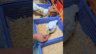 엄블렐라 코카투 아이들이예요