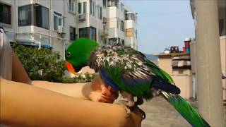 self injury Eclectus parrot th…