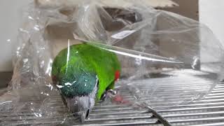 한스마카우 쌈바 : 비닐봉지 성애조~