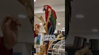 스킨쉽을 싫어하는 홍금강 앵무새~  #parrot #홍…