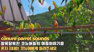 코뉴어앵무새에게 영상을 틀어주시면 영상속 친구들과 이야…