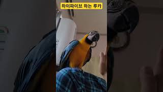 하이파이브하는 앵무새 #highfive #macaw #청금강 #청금강앵무새 #앵무새 #parrot