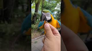 잣 보고 다가오는 루카 #shorts #청금강