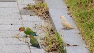 Lovebird free fly 모란앵무 앵무새 자유비…