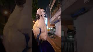 앵무새도 산책 나감 무지하게 신나해요 오지랖 넓은  나…