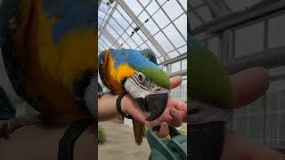 일 방해중인 청금강앵무 ㅋㅋㅋㅋ