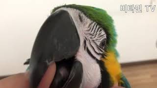청금강 앵무새 단비의 삐약이
