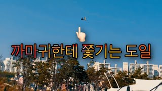 [청금강][앵무새]도일이의 첫 가출? 실종!?? 까마귀 트라우마 생겼다..