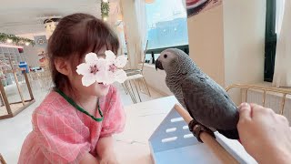 [회색앵무 입양기] 앵무새 분양 받은 날 #회색앵무 #…