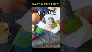 할부지한테 앵무새를 맡기면(응징)   #크림슨벨리드코뉴…