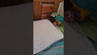 장난감 가지고 노는 루카 #shorts #청금강 #청금…