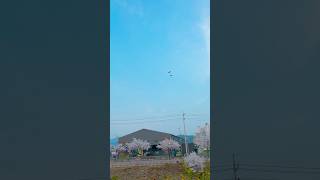 벚꽃이 예뻐서 자유비행을 안할수가 없잖아! #마카우 #청금강 #앵무새 #자유비행 #bluegoldmacaw #freeflight