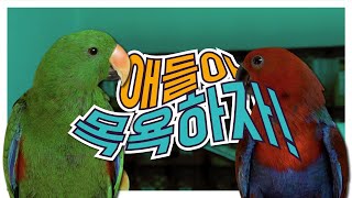 앵무새 목욕! 겨울철에는 이런 방법으로 해보는거 어때요…