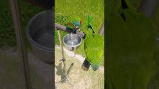 한스마카우 부부