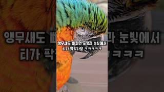 저~ 저 눈빛봐라 눈빛  표정과 눈빛에서 삐진 티를 팍팍내는 앵무새 #윙스패밀리 #할리퀸마카우마르코 #삐졌네삐졌어