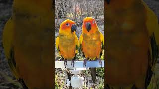 앵무새와 함께하는 힐링 #썬코뉴어 #썬코 #앵무새 #산책 #힐링영상