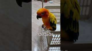 써니야~ 나도 좀 줄래?  #썬코뉴어 #parrot #앵무새 #야무지게 #먹는 #eat #줄래? #give me #써니 #cute