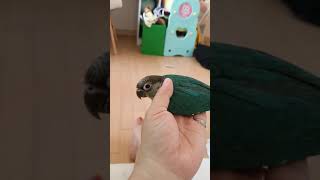 순둥이 입질없는 코뉴어 치치