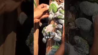 천재 앵무새 ‘블루앤골드 마코’가 선택한 가족