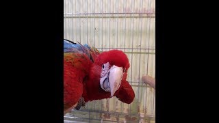 앵무새를 잘 키우려면 9  (겨울철 앵무새 온도 관리)