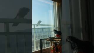 회색앵무VS매(?)황조롱이