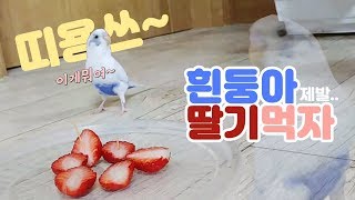 사랑앵무 ] 시즌4-13 흰둥아 딸기먹자 (Budger…